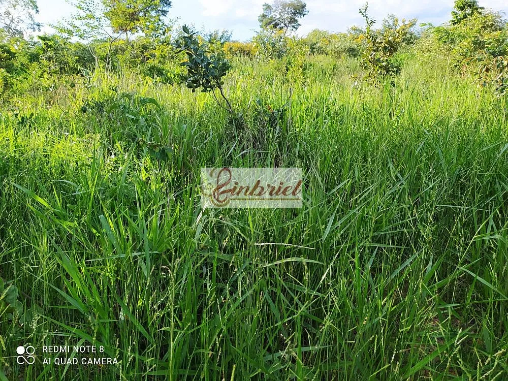 Fazenda, 242 hectares - Foto 6