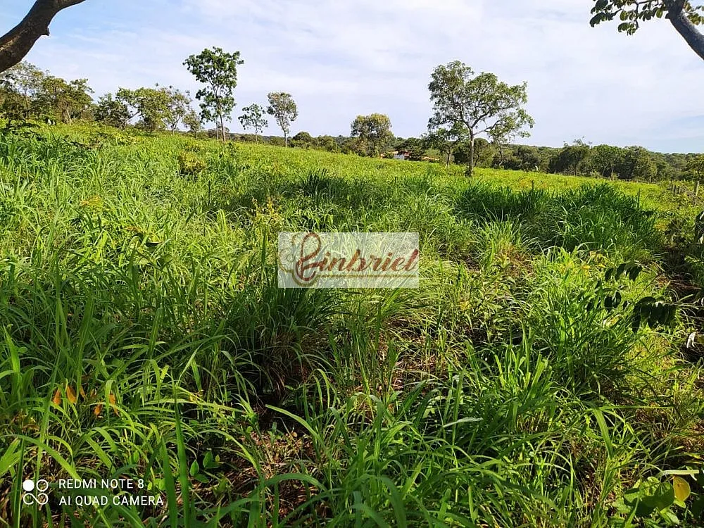 Fazenda, 242 hectares - Foto 9