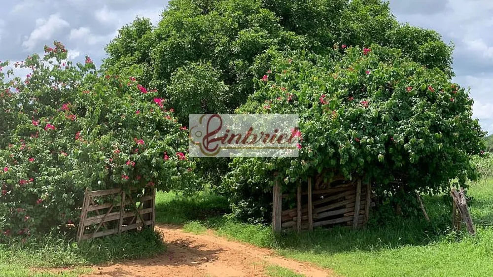 Fazenda, 2216 hectares - Foto 1