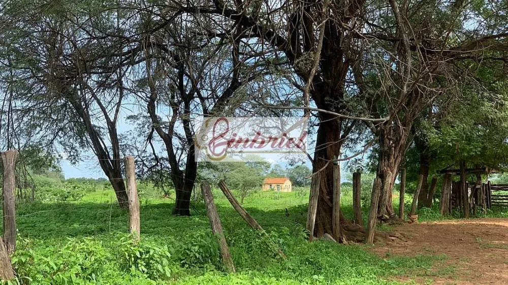 Fazenda, 2216 hectares - Foto 4