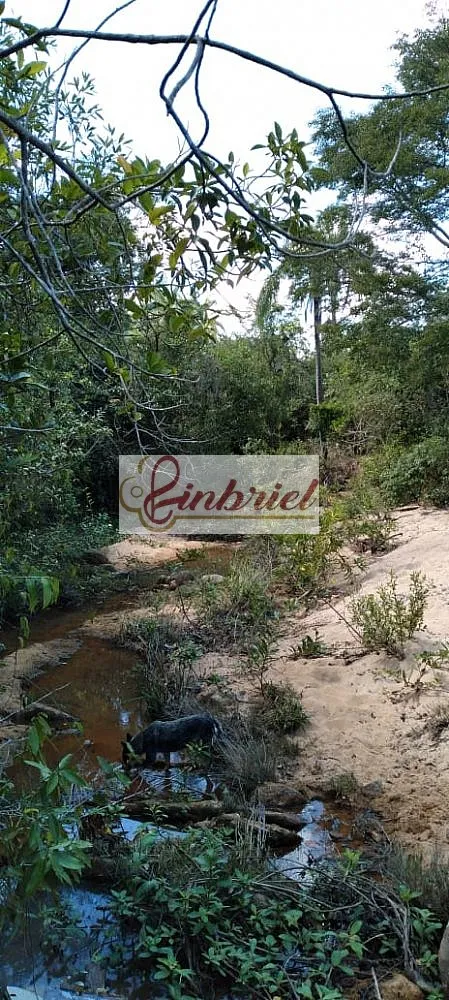 Fazenda, 195 hectares - Foto 11