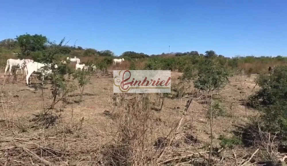 Fazenda, 4600 hectares - Foto 11