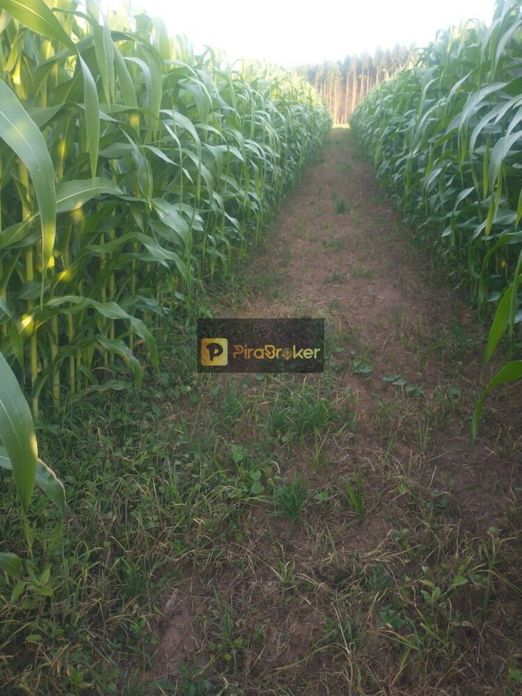 Fazenda, 44 hectares - Foto 3