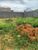 Terreno, 300 m² - Foto 2