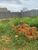 Terreno, 300 m² - Foto 1