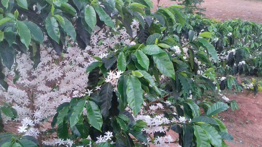 Sítio, 3 m² - Foto 4