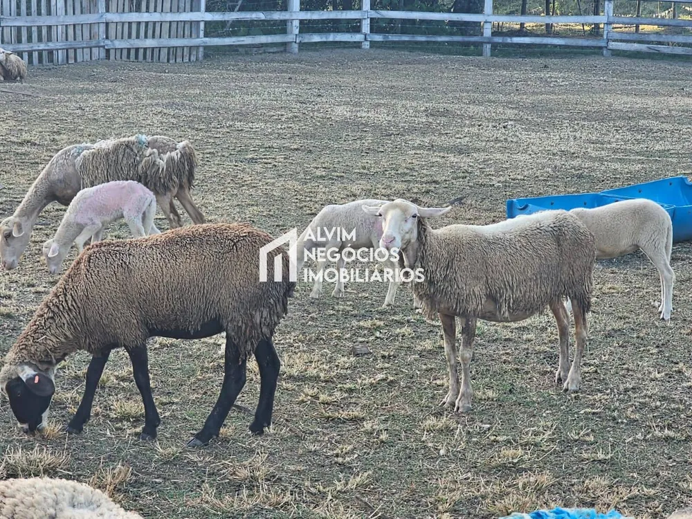Sítio, 3 quartos, 5 hectares - Foto 3