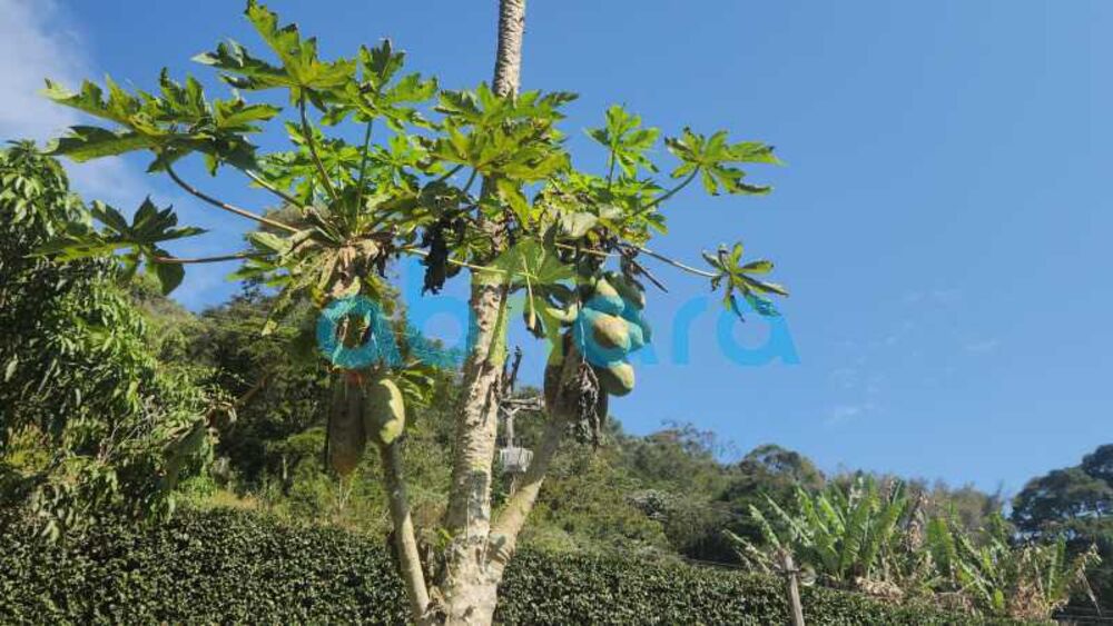 Casa, 5 quartos, 5000 m² - Foto 12