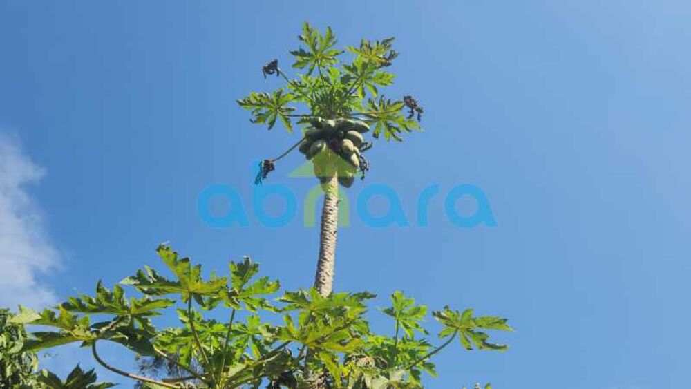 Casa, 5 quartos, 5000 m² - Foto 10