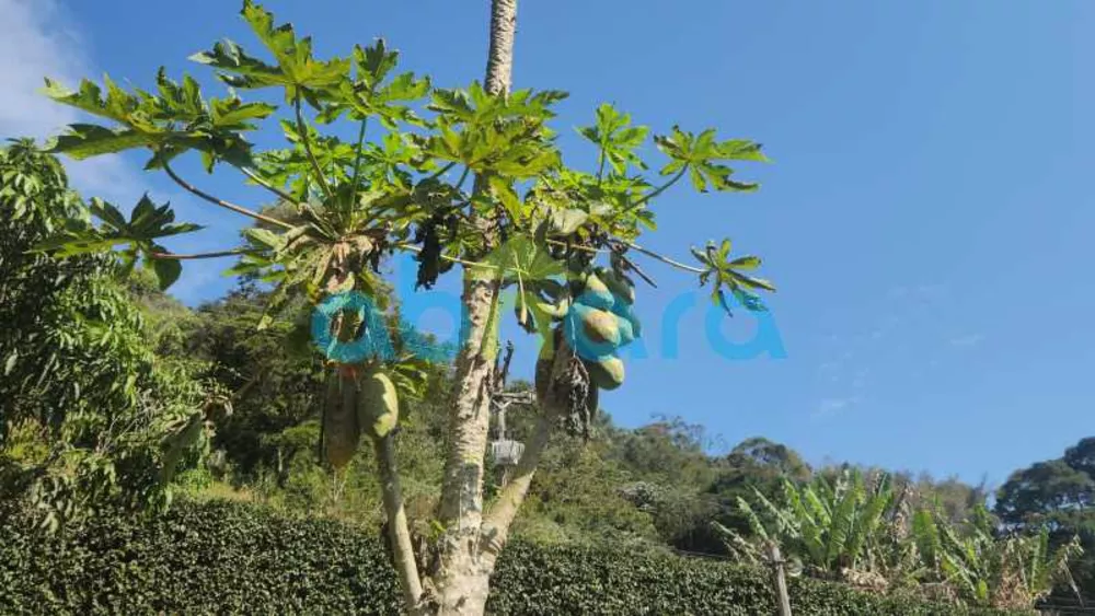 Chácara, 5 quartos, 5000 m² - Foto 12