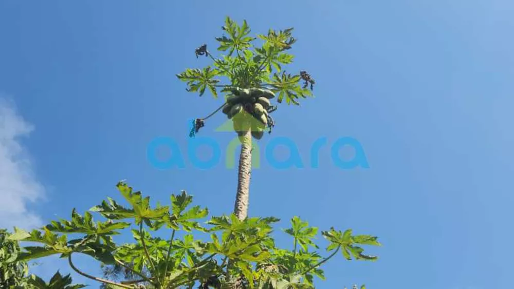 Casa, 5 quartos, 5000 m² - Foto 10