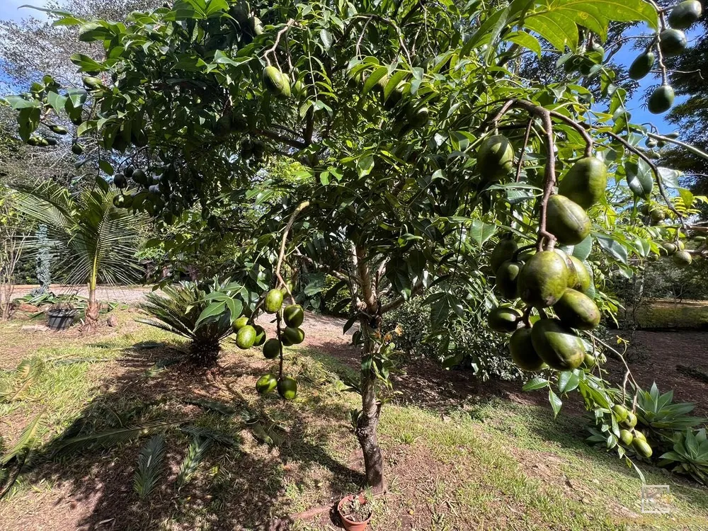 Chácara, 4 quartos, 5 hectares - Foto 2