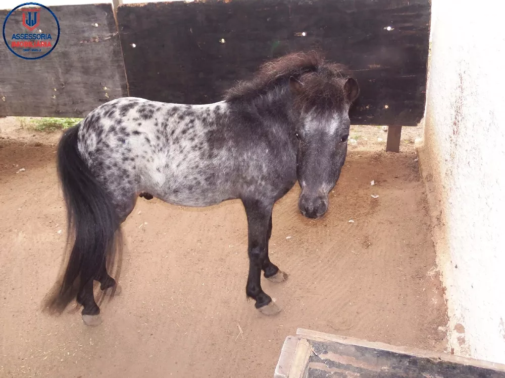 Chácara, 3 quartos, 1 hectares - Foto 27