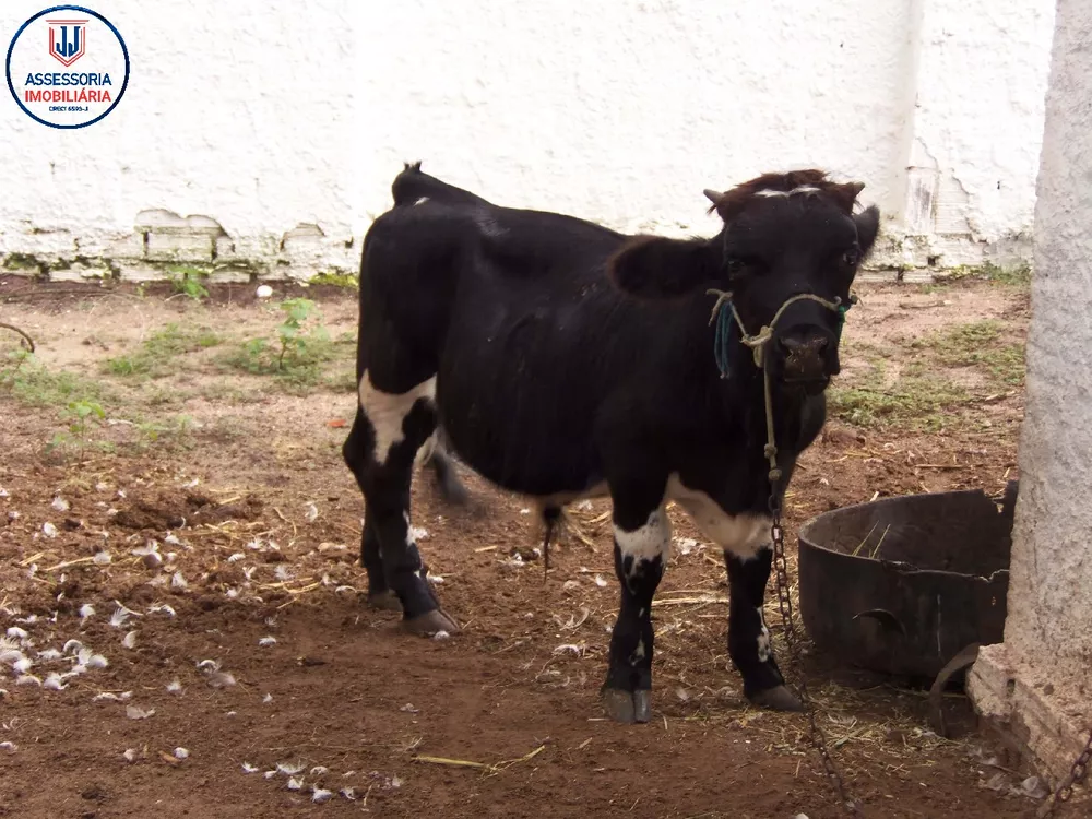 Chácara, 3 quartos, 1 hectares - Foto 30