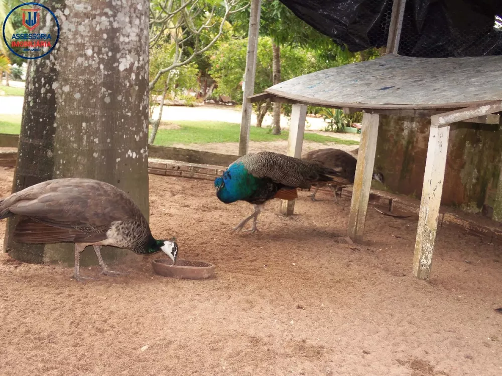 Chácara, 3 quartos, 1 hectares - Foto 32
