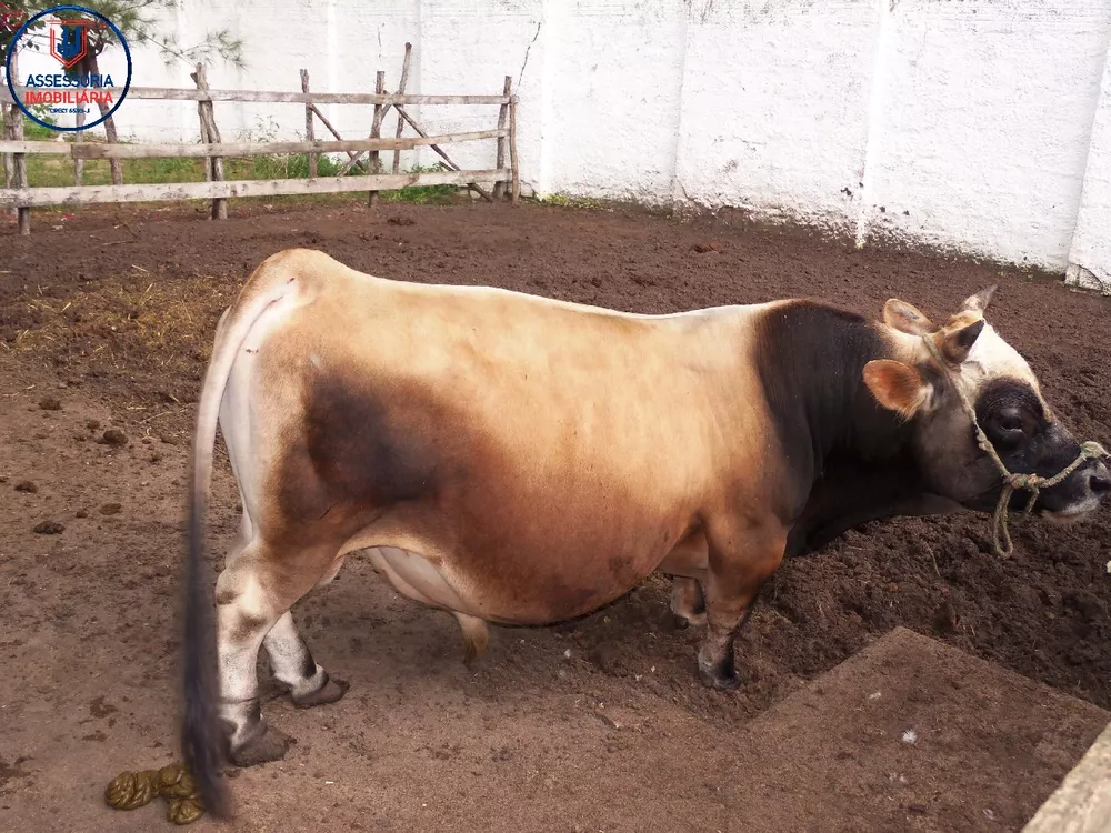 Chácara, 3 quartos, 1 hectares - Foto 29