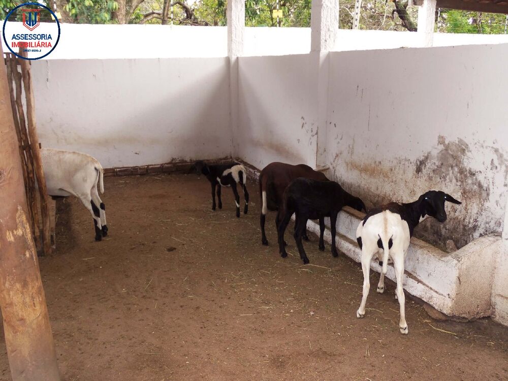 Chácara à venda e aluguel com 3 quartos, 15000m² - Foto 10