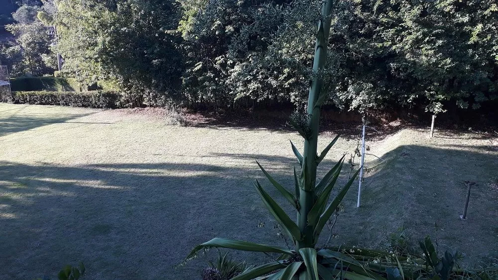 Sítio, 4 quartos, 2 hectares - Foto 41