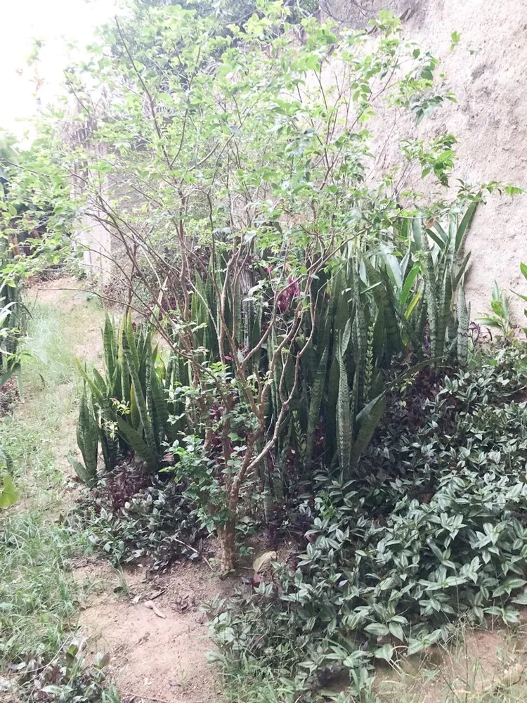 Casa, 5 quartos, 400 m² - Foto 8