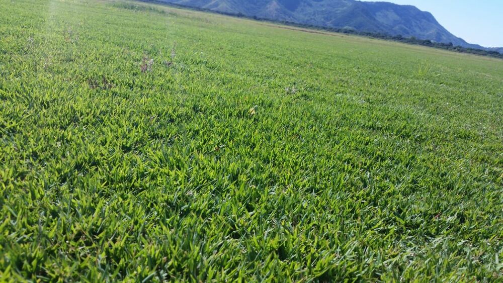 Fazenda à venda com 1 quarto, 2400000 - Foto 6