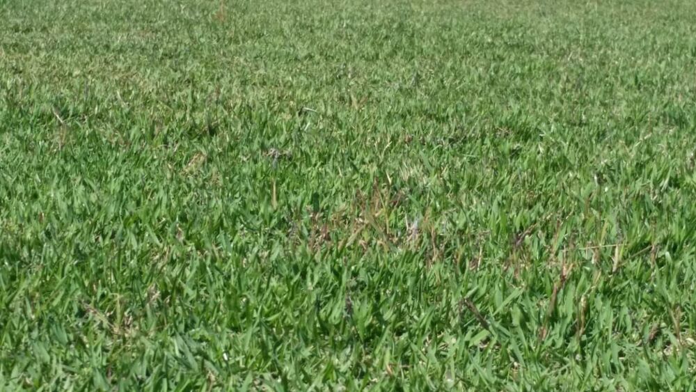 Fazenda à venda com 1 quarto, 2400000 - Foto 7