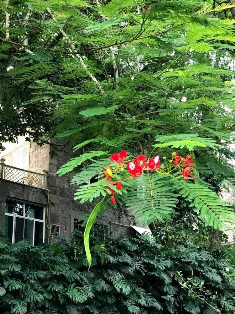 Casa, 12 quartos, 2000 m² - Foto 9