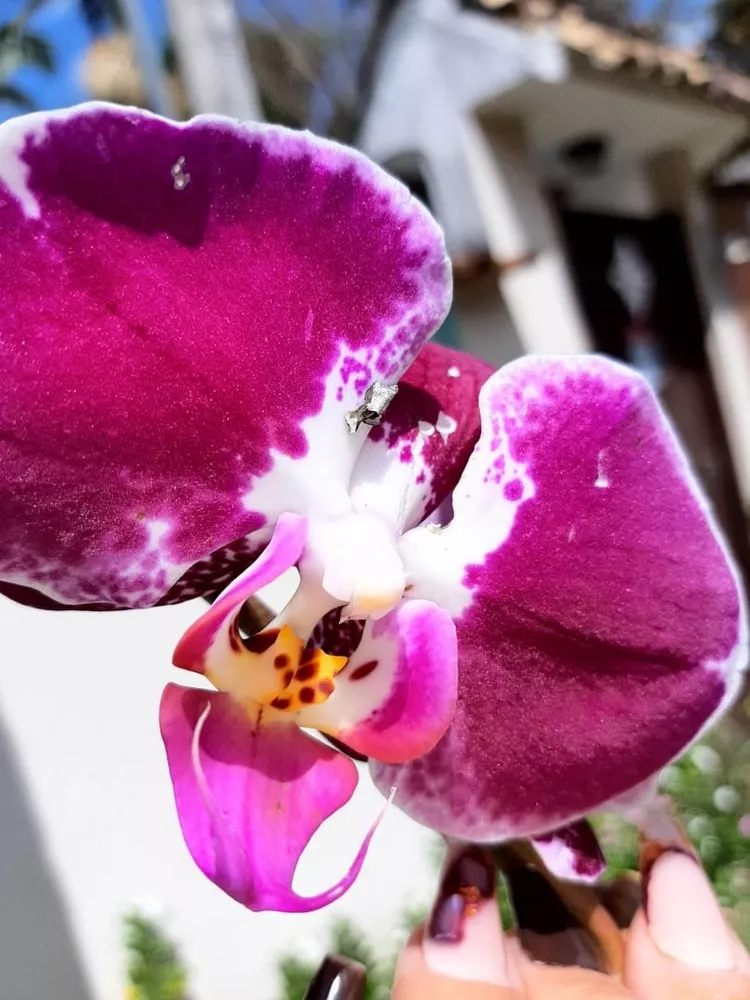 Casa, 4 quartos, 240 m² - Foto 48