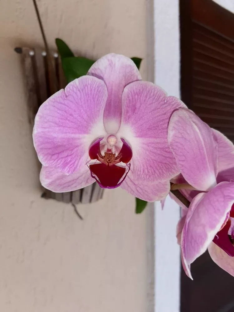 Casa, 4 quartos, 240 m² - Foto 50