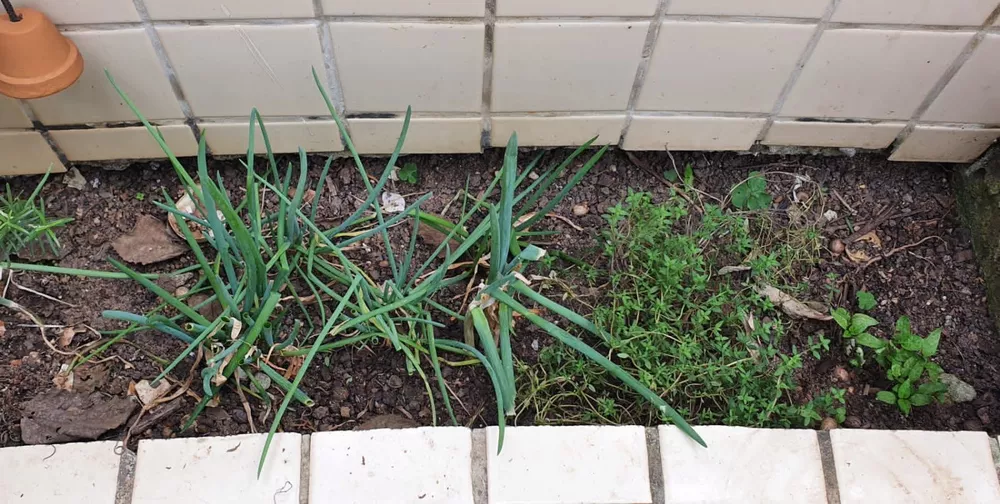 Casa, 4 quartos, 240 m² - Foto 42