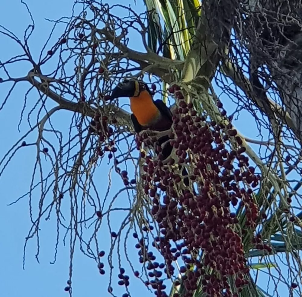 Casa, 4 quartos, 240 m² - Foto 37