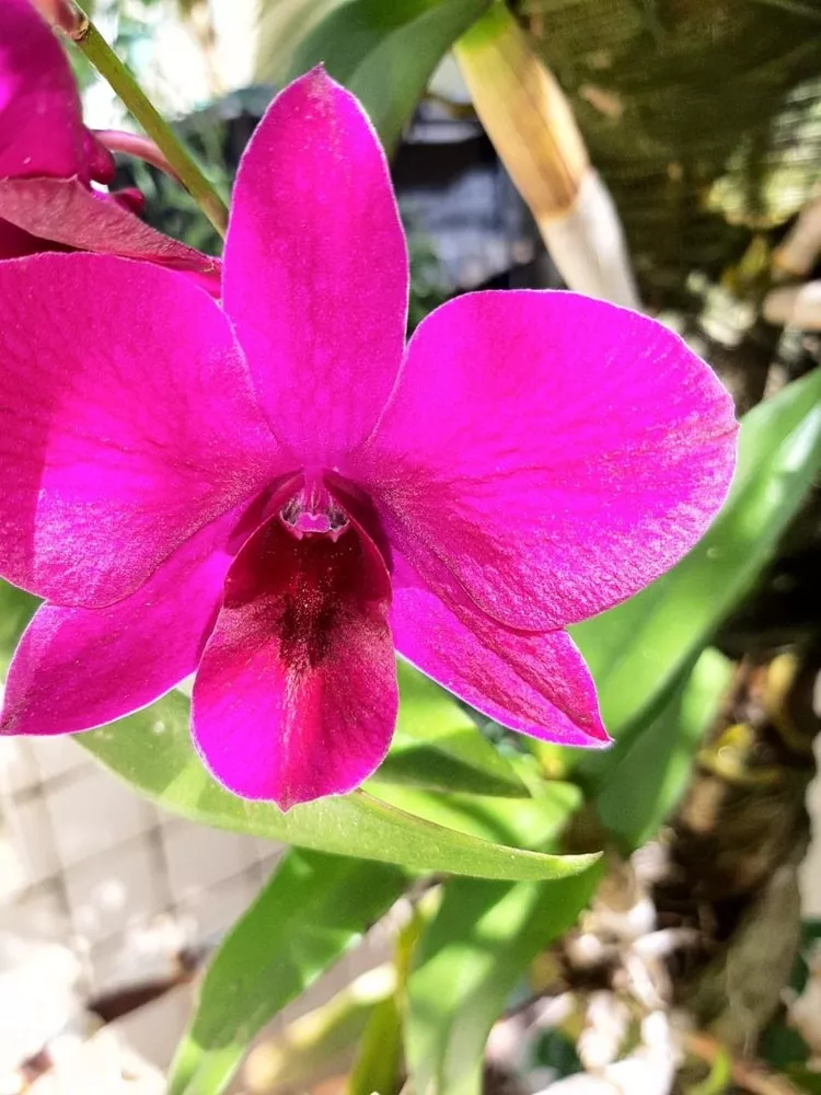 Casa, 4 quartos, 240 m² - Foto 49