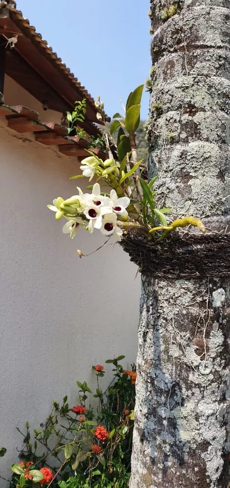 Casa, 4 quartos, 240 m² - Foto 40