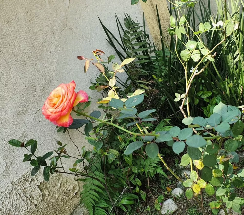 Casa, 4 quartos, 240 m² - Foto 46