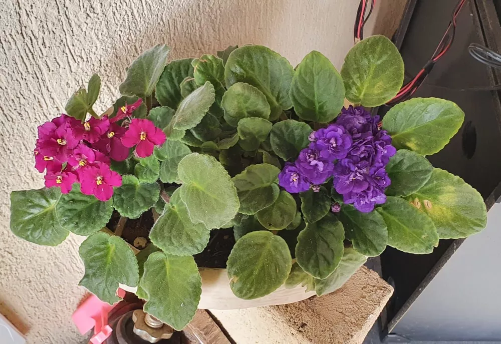 Casa, 4 quartos, 240 m² - Foto 54