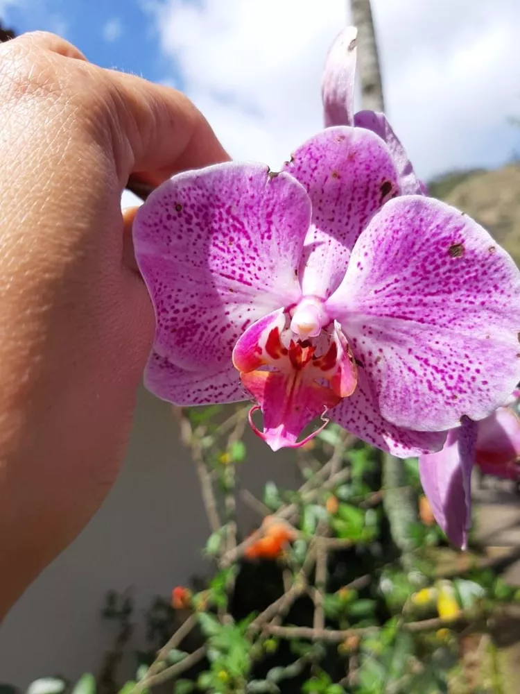 Casa, 4 quartos, 240 m² - Foto 52