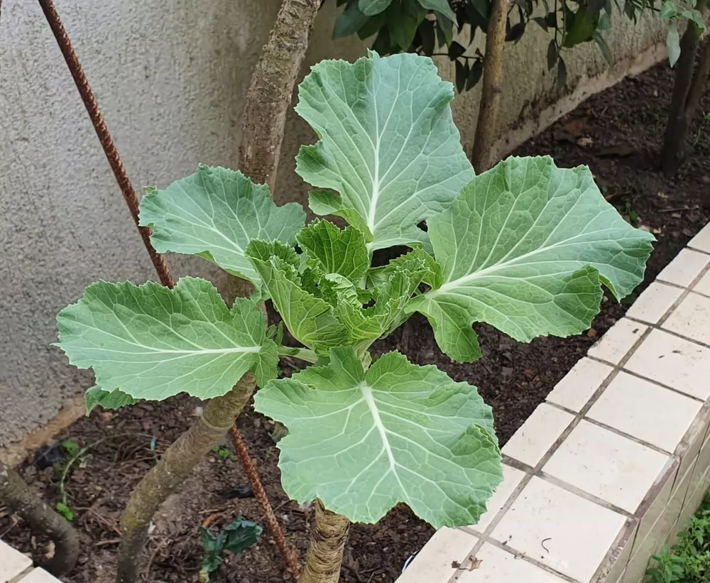 Casa, 4 quartos, 240 m² - Foto 43