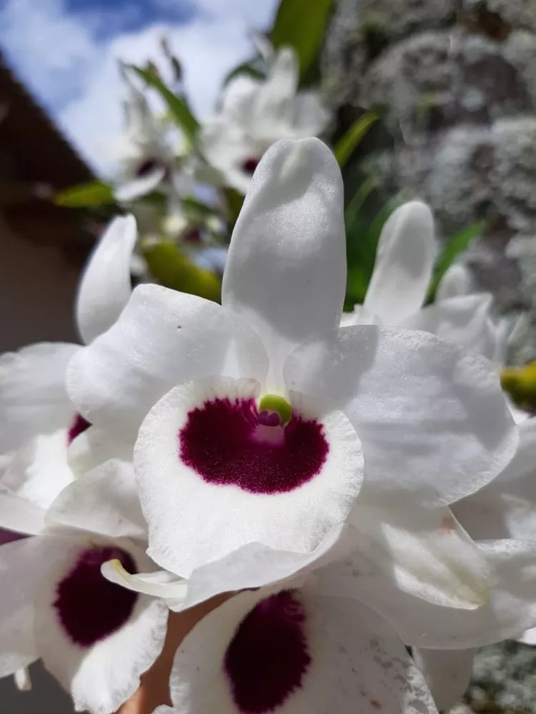 Casa, 4 quartos, 240 m² - Foto 51