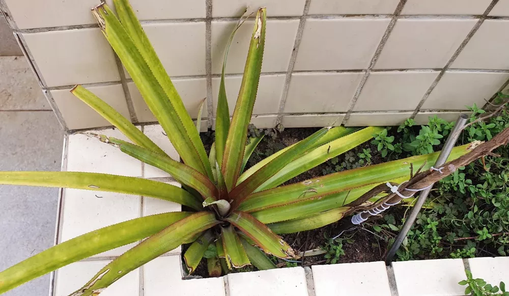 Casa, 4 quartos, 240 m² - Foto 44