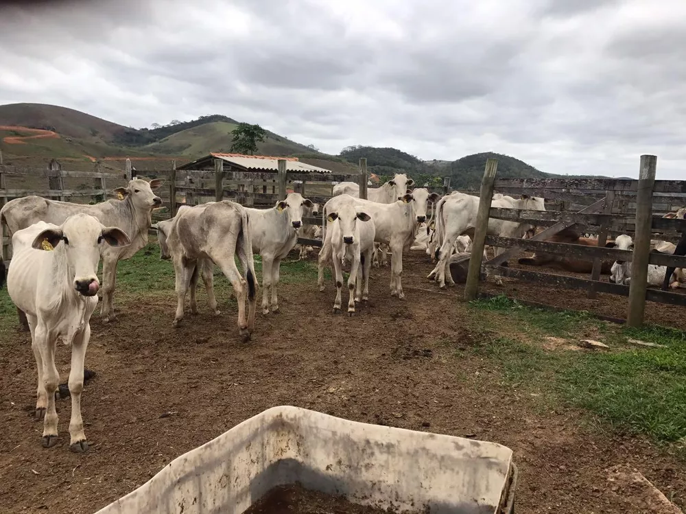 Fazenda, 53 hectares - Foto 47