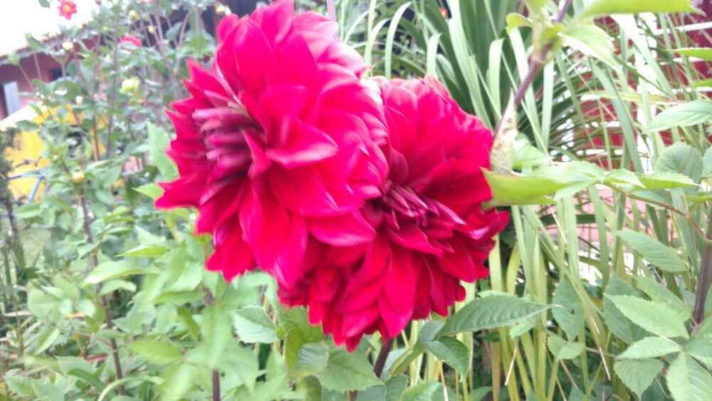 Chácara, 5 quartos, 3000 m² - Foto 4