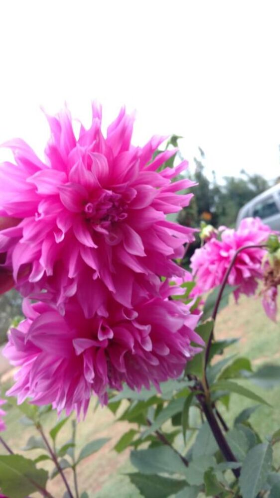 Chácara, 5 quartos, 3000 m² - Foto 3