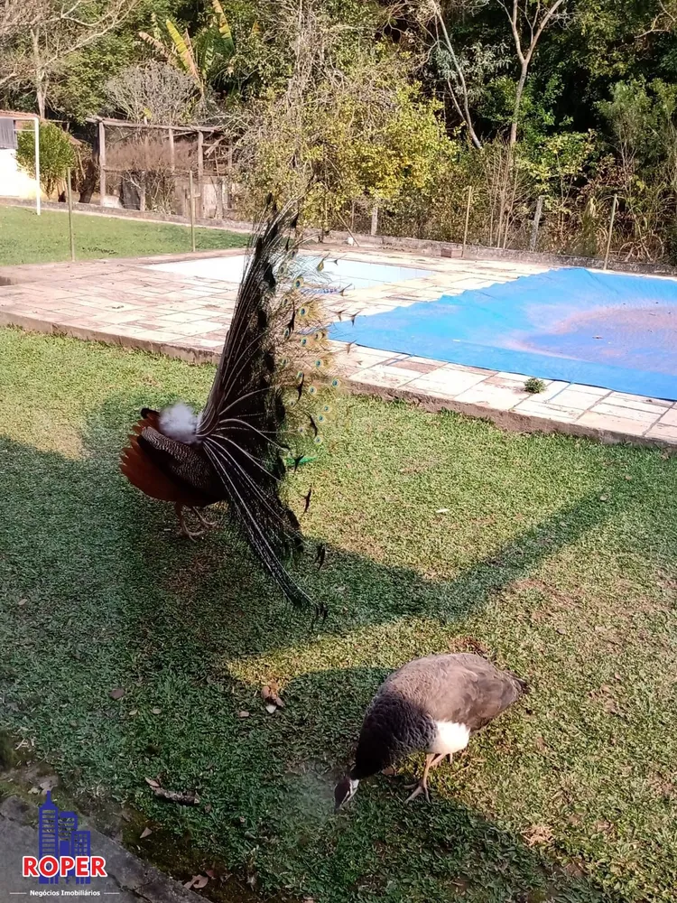 Chácara, 3 quartos, 8500 m² - Foto 2