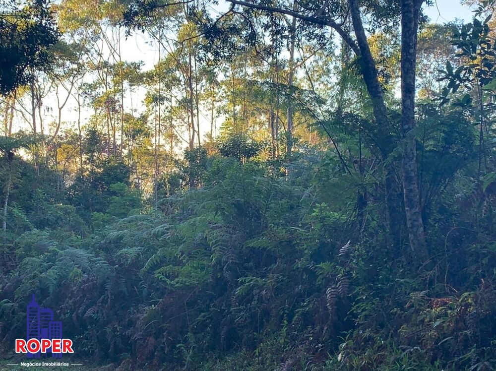 Chácara, 4 quartos, 4 hectares - Foto 7