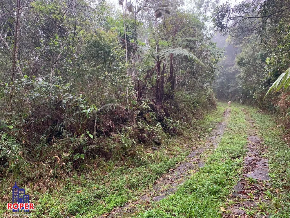 Chácara, 4 quartos, 4 hectares - Foto 3
