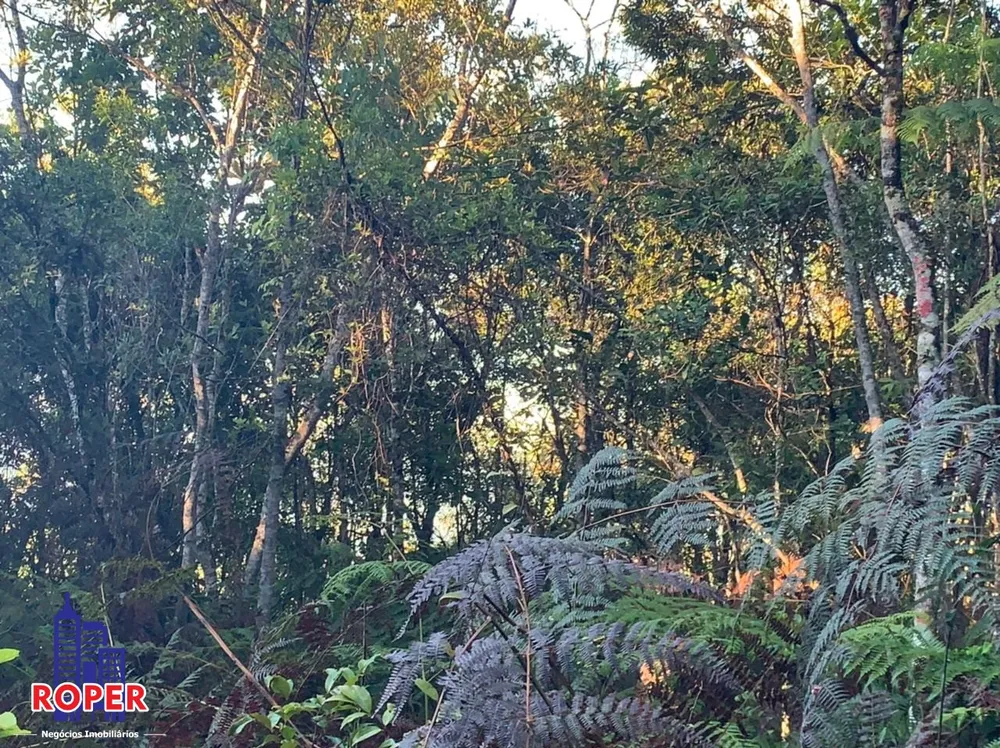 Chácara, 4 quartos, 4 hectares - Foto 13