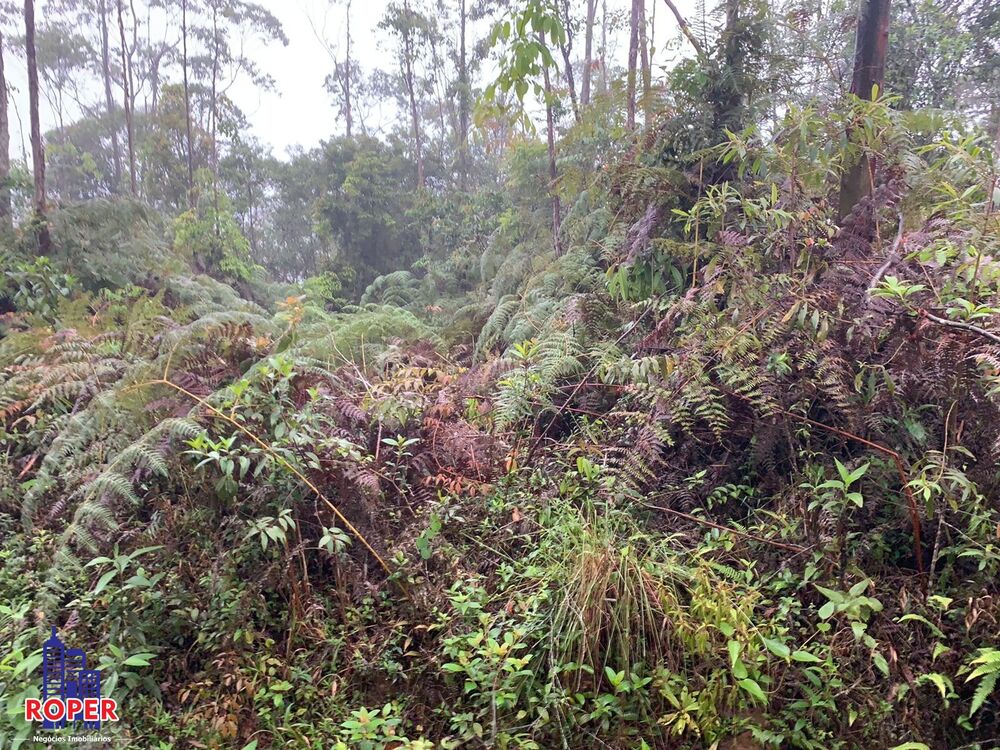 Chácara, 4 quartos, 4 hectares - Foto 3