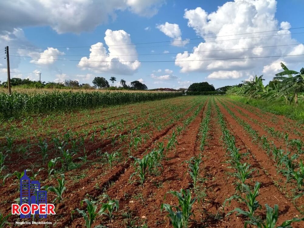 Sítio, 4 quartos, 5 hectares - Foto 4