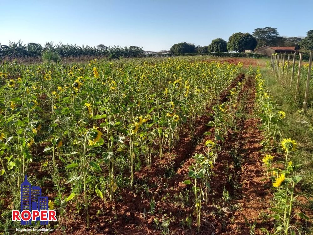 Sítio, 4 quartos, 5 hectares - Foto 2