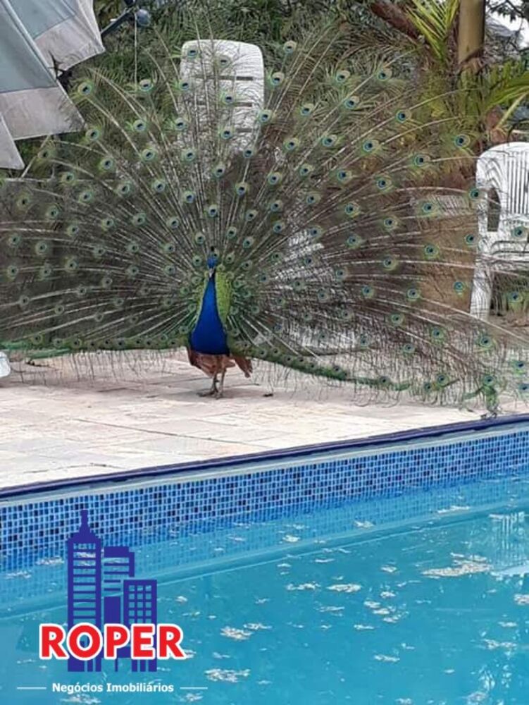 Chácara, 3 quartos, 6800 m² - Foto 3