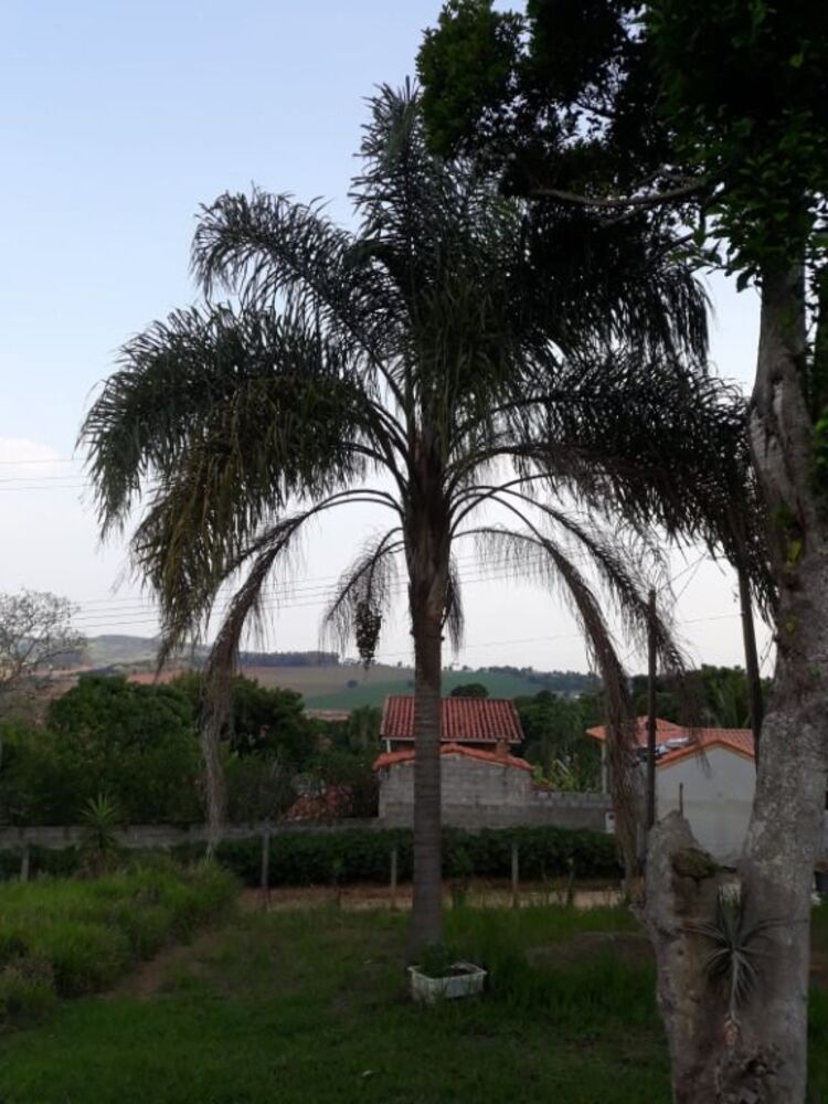 Chácara à venda com 3 quartos, 3000m² - Foto 4